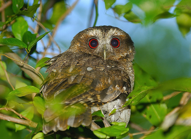 Puerto Rican Screech -Owl