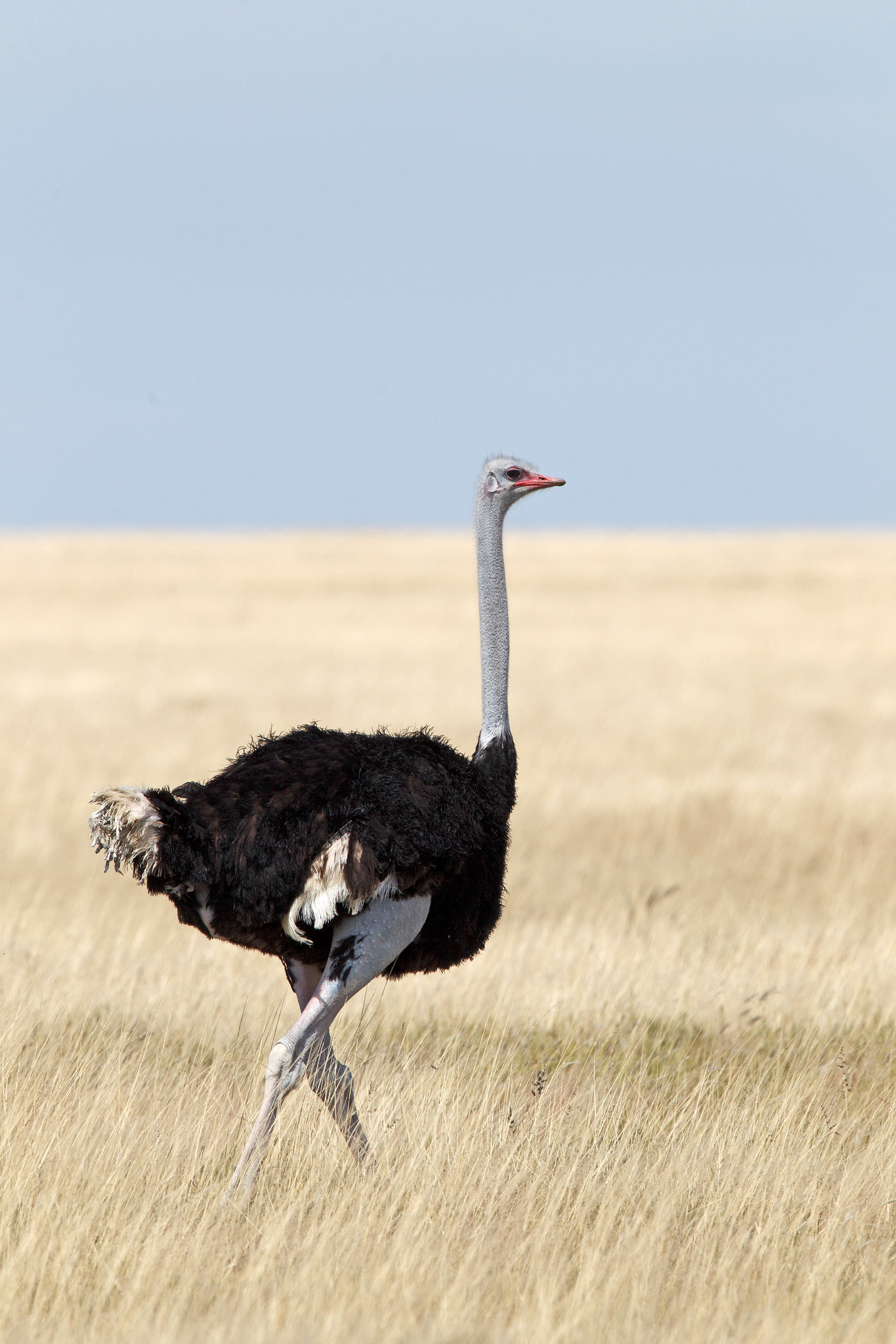 Ostrich - Namibia