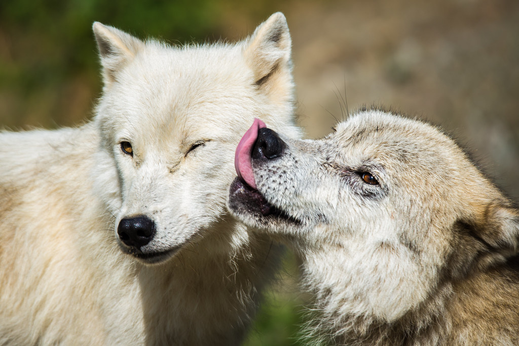 Kissing Wolves - Canis lupus arctos | Sébastien Clermont-Petit | Flickr