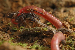 Odontoponera and earthworm, Shattuck_59682-1, Maliau Basin, Sabah