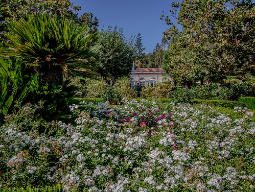 Sonoma County Wine Country - Chateau St. Jean by Dunby PICS, This is scenery is in my backyard.  Took a drive out on Highway 12 and there are a lot of nice viney