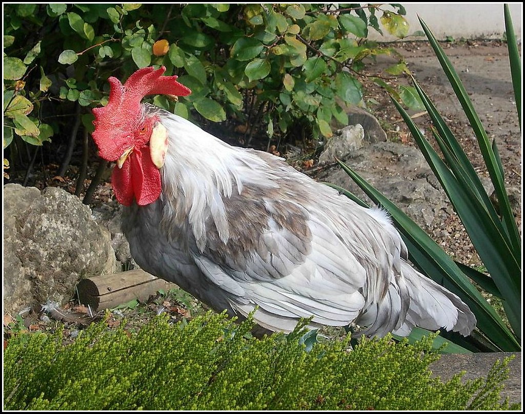 White Rooster ..