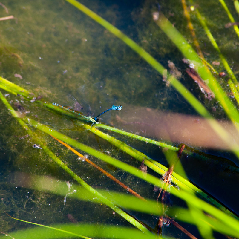 Common blue damselflies mating on the wing