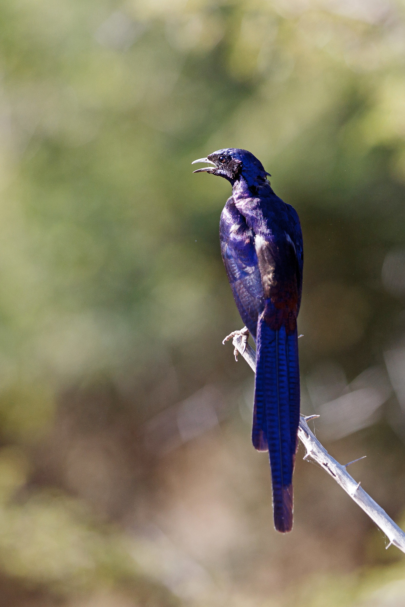 Burchell's glossy-starling - Namibia