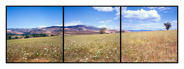 Ashland Field Triptych