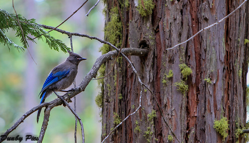 blue bird birds jay photos campground unionvalleyreservoir eldoradonationalforest crystalbasin sunsetpeninsula