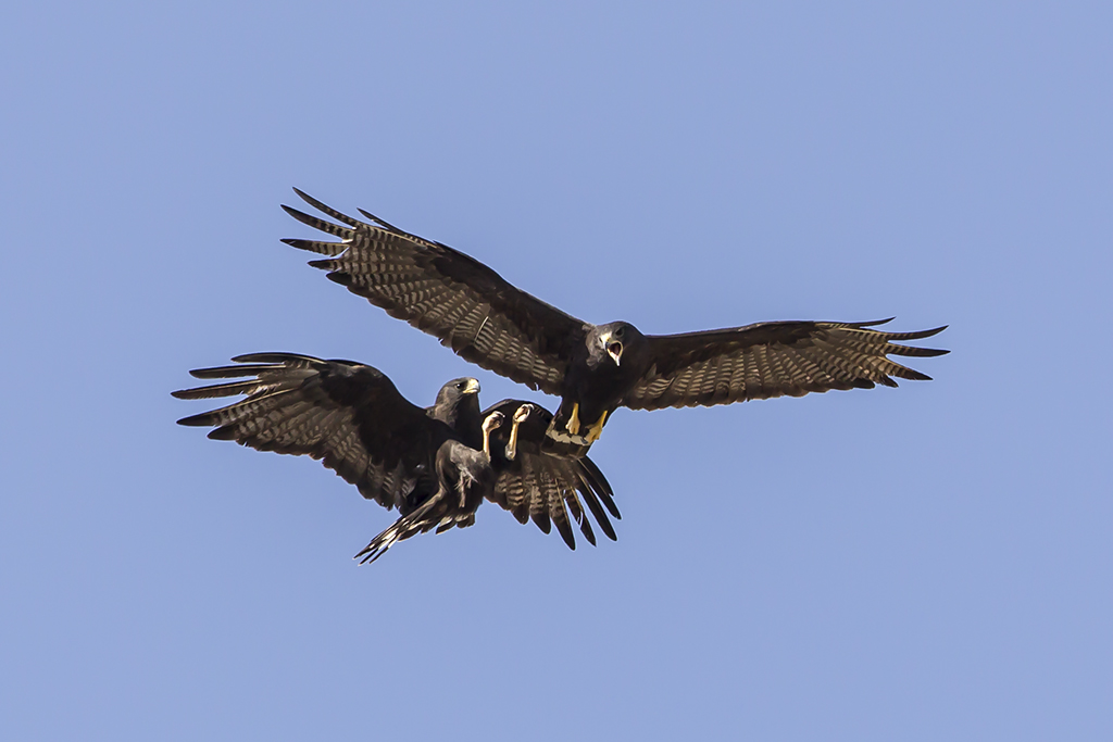 A92W4623 Zone-tailed Hawks | Adult Zone-tailed Hawks. Pima c… | Flickr