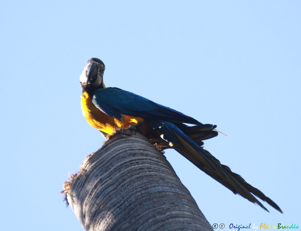 Série com a Arara-canindé, Arara-de-barriga-amarela, Arari, Arara-amarela, Arara-azul-e-amarela, Araraí e Canindé (Ara ararauna) - Series with the Blue-and-yellow Macaw - 31-05-2015 - IMG_3624