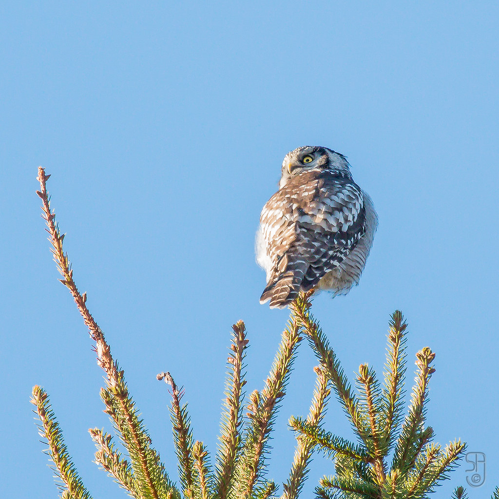 Northern Hawk Owl (Surnia ulula)-3488