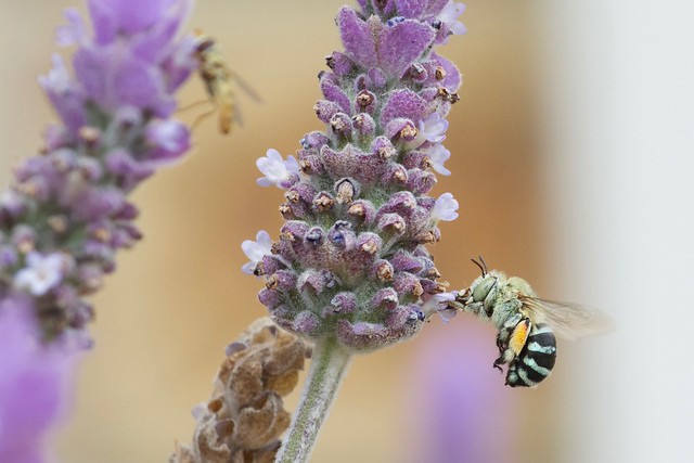 Lavender and insects