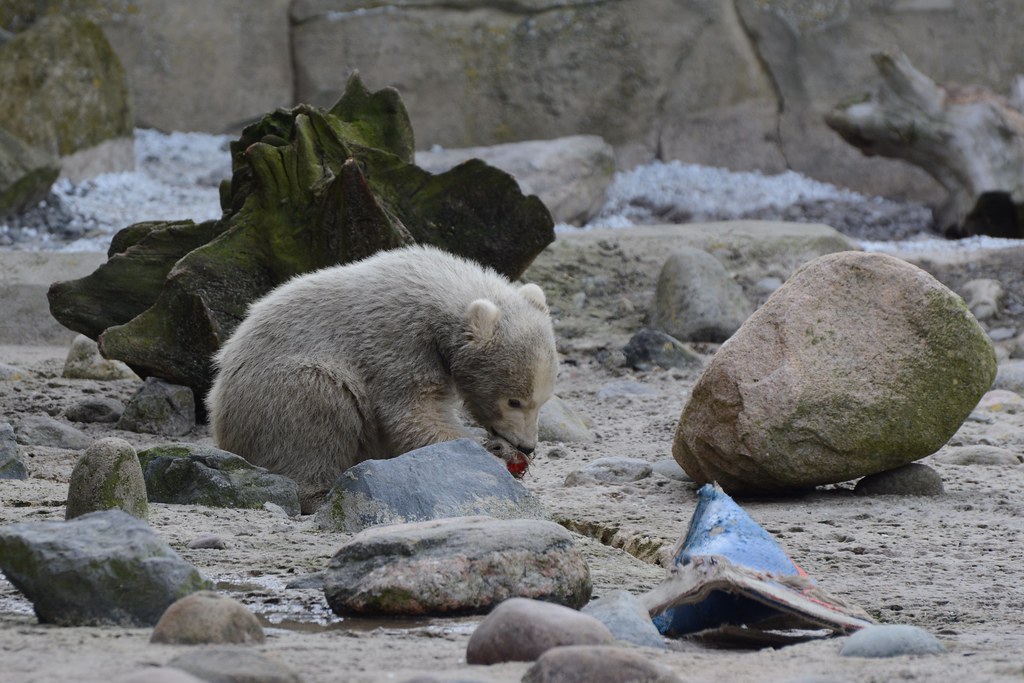 Eisbärin Lale im Zoo am Meer