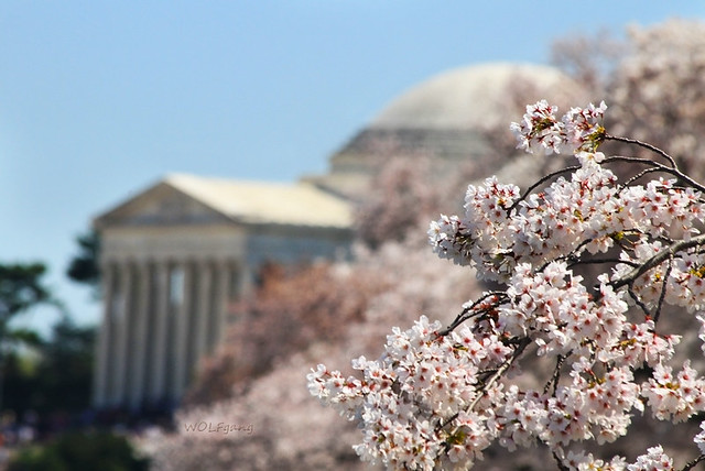 Jefferson's Spring Reprise