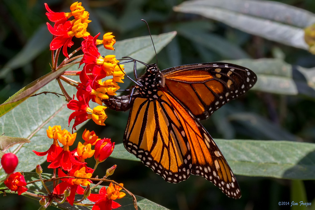 Monarch Butterfly Danaus Plexippus At The Pollinator Gar Flickr