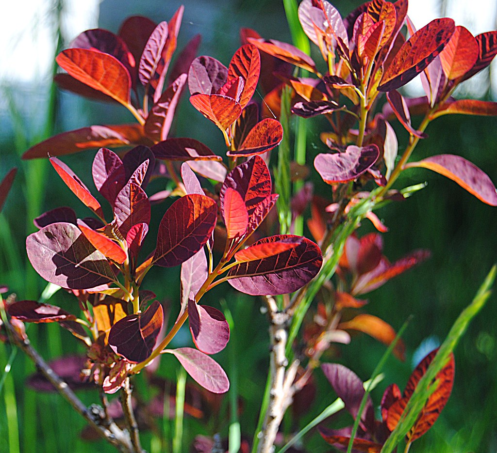 Perukbuske / Cotinus coggygria 'Royal purple' | Helen Simonsson | Flickr