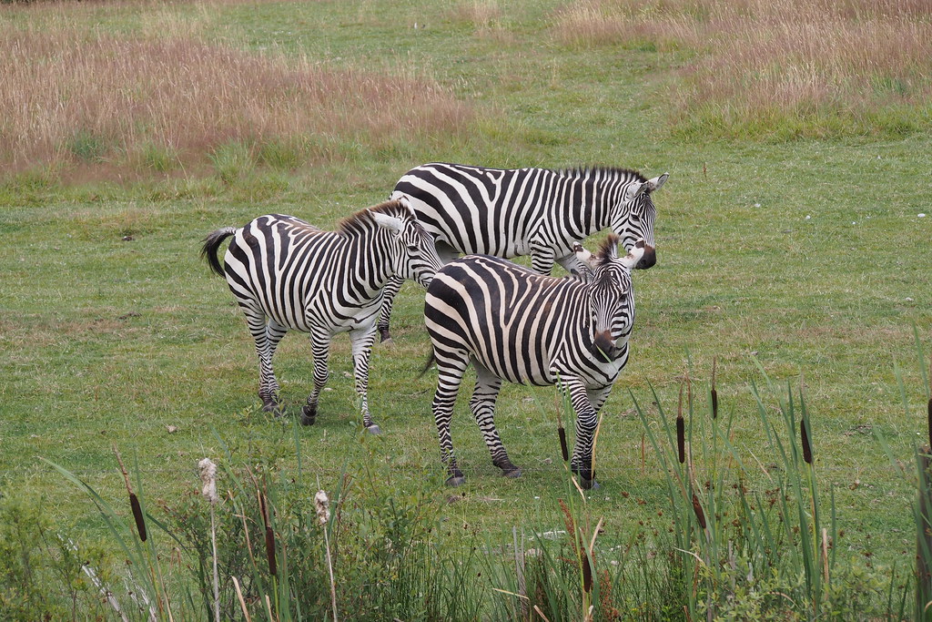 Animals | Flickr