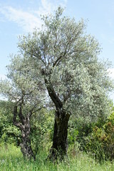 Olea europaea, Lustica Peninsula, 42.387338, 18.608097