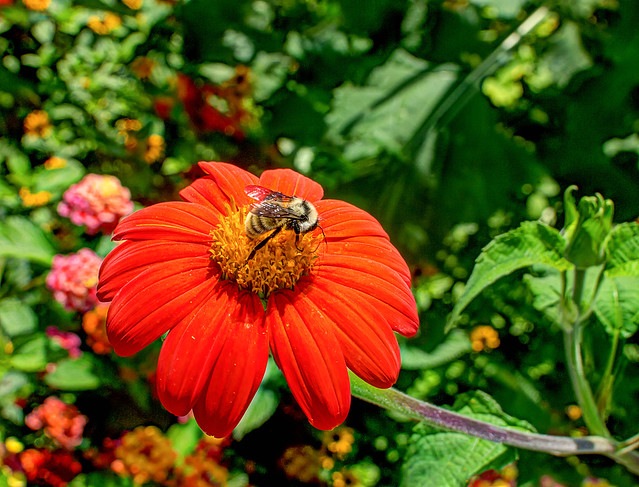 Orange Fower - Rutgers Gardens