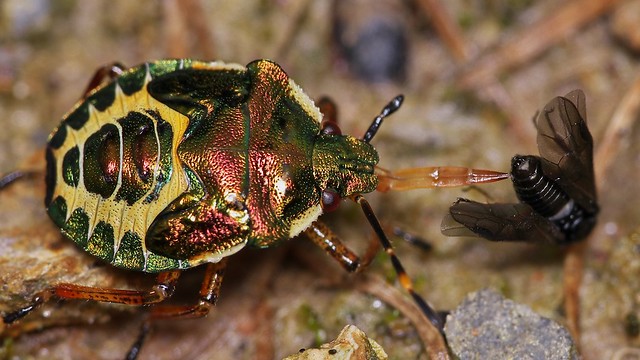 bronze shieldbug, Troilus luridus, nymph with prey