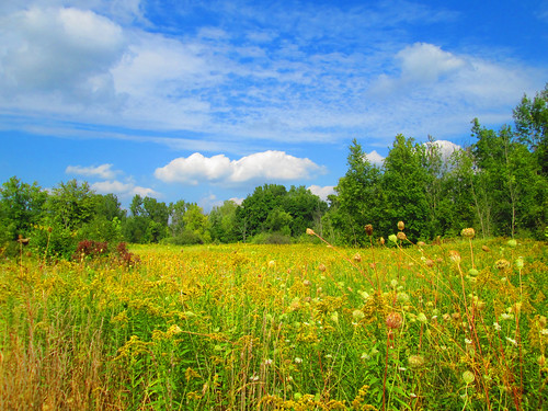 blue summer yellow weeds michigan bluesky wildflowers oaklandtownship cumulousclouds cranberrylakepark