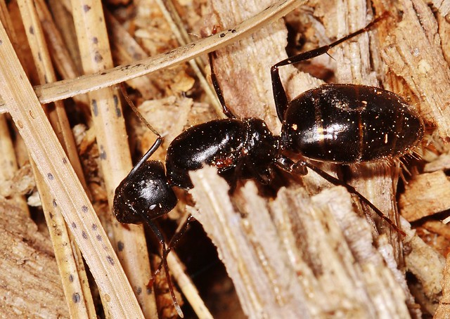 Yosemite Carpenter Ant