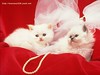 Cute Kitten Kittens by Sophia Ronstadt