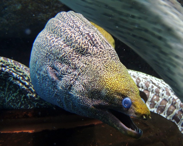Scary Ripple Moray eel