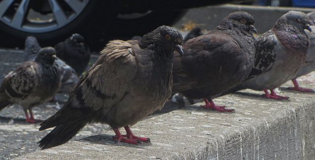 Pigeons at Walgreens Parking Lot; The Sunset, San Francsico (2014)