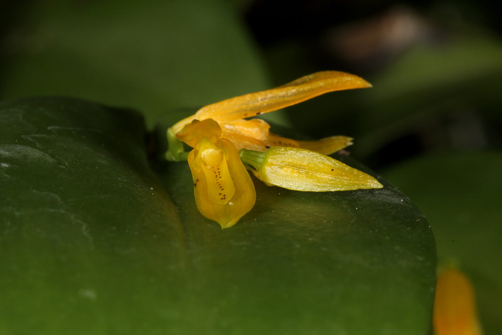 Acianthera luteola (syn Pleurothallis caespitosa) 2014-07-27 01