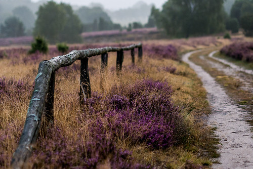 Fence without sence by astielau, before sunriseheide lueneburgerheide