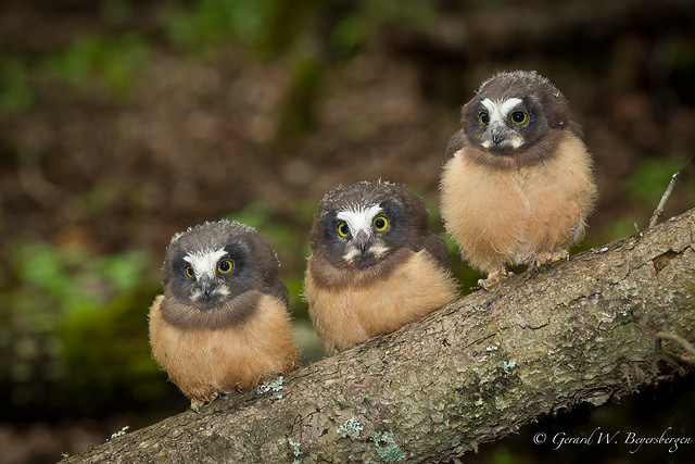 Northern Saw-whet Owl  - Owlets