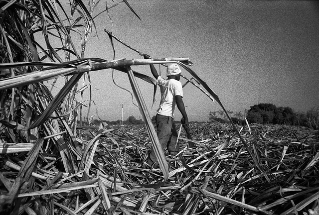 Sugar cane cutting f12 r63 fm35 final