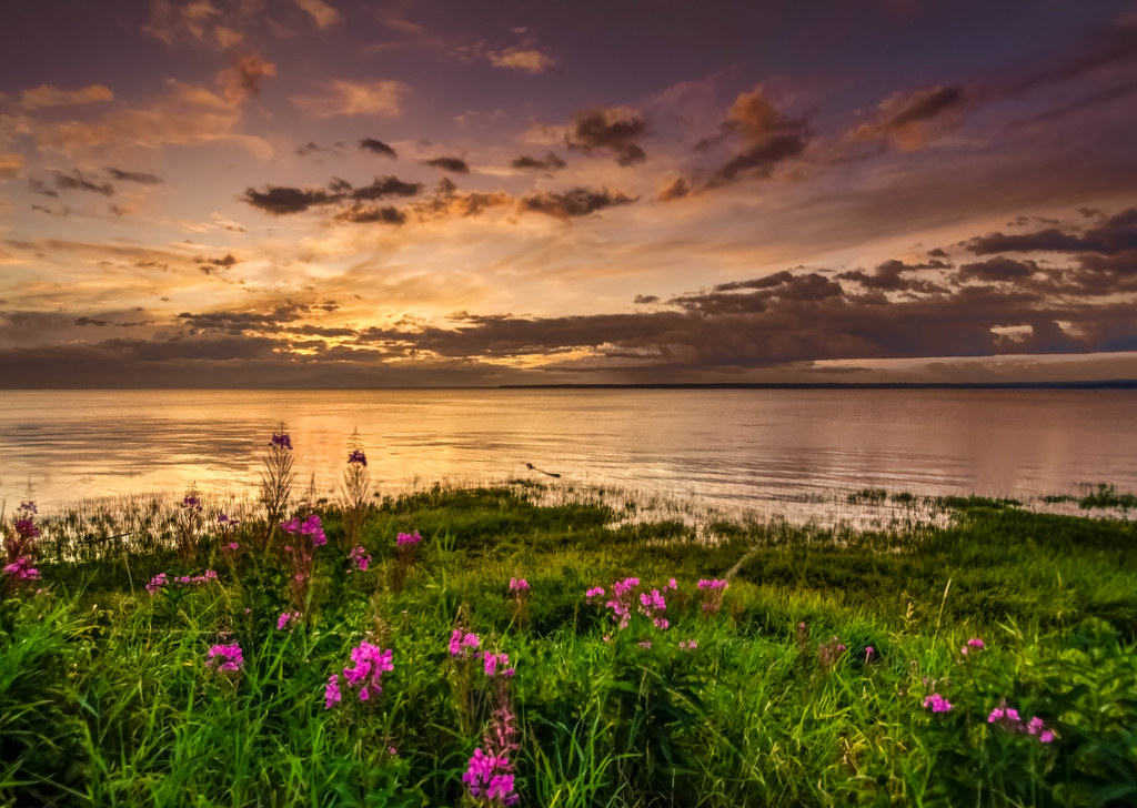 HDR fireweed sunset | This is one of the shots that I tried … | Flickr