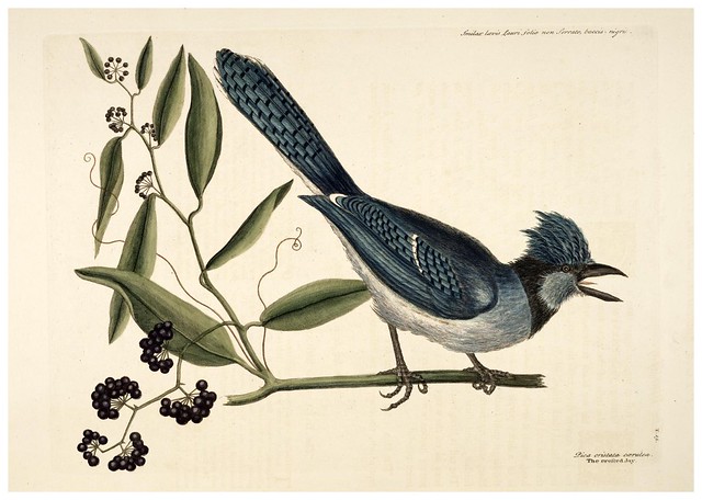 003-Geai azul-Natural History of Carolina, Florida and the Bahama Islands-Vol1-1754