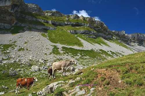 österreich kleinwalsertal hoher ifen rinder kühe alpe nikon alm kar