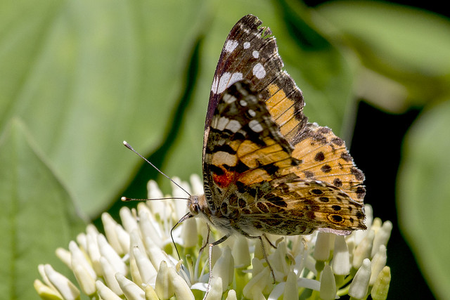 Painted Lady Butterfly 11/06/15