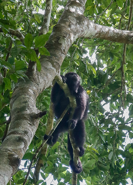 Howler Monkey, Tikal N.P., Guatemala