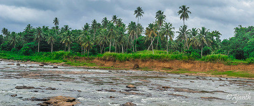 plant water river landscape outdoor srilanka maha oya pinnawala rambukkana sabaragamuwaprovince