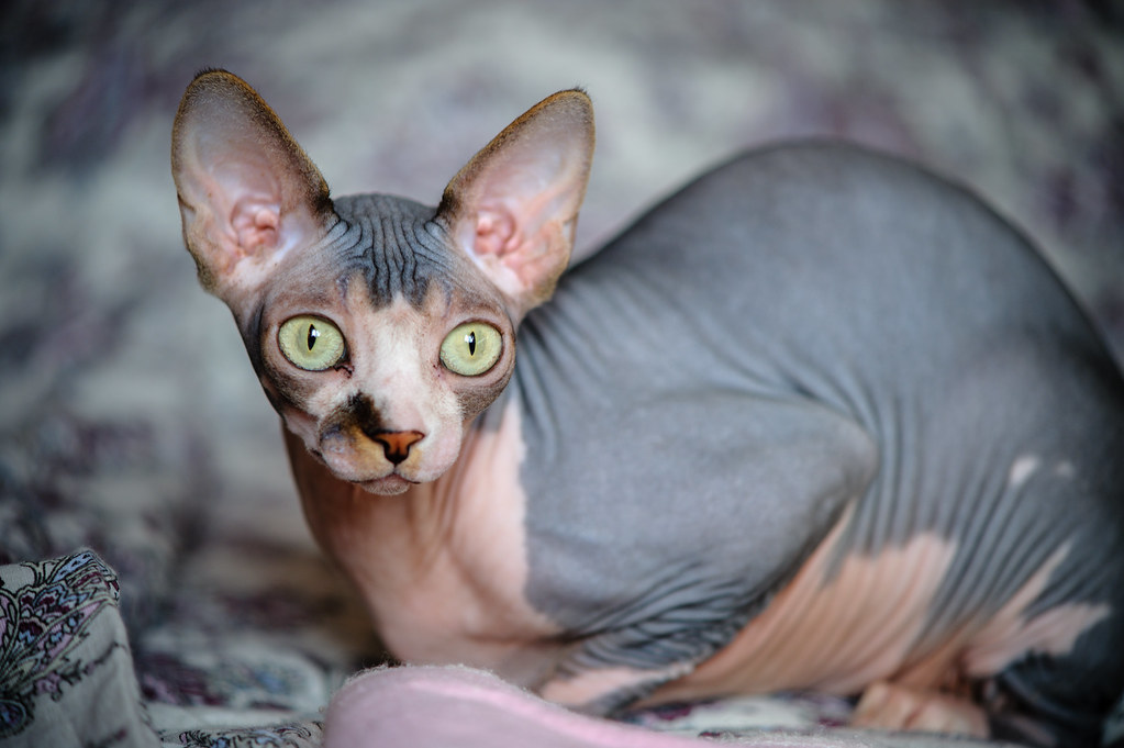 pictures of cats