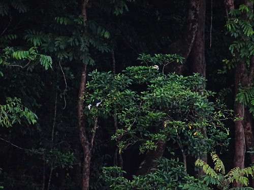 bird java wildlife hornbill orientalpiedhornbill anthracocerosalbirostris peucangisland