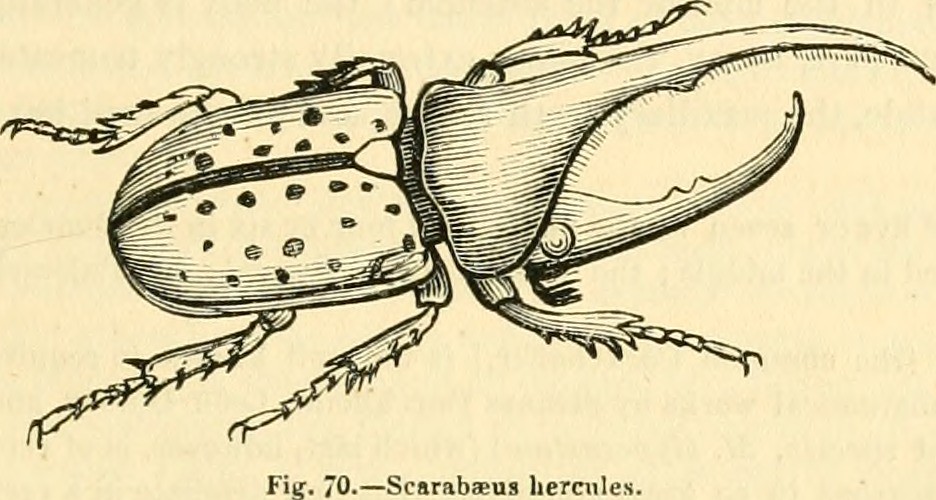 Image From Page 618 Of The Animal Kingdom Arranged After Flickr