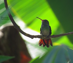 Amazilia tzacalt-Amazilia colirrufa-Rufous-tailed hummingbird