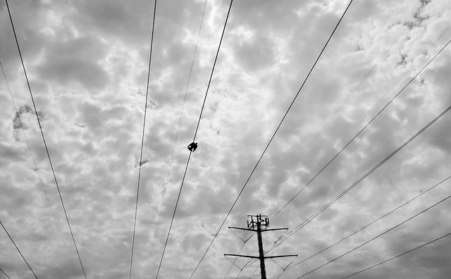 Bird on Wire