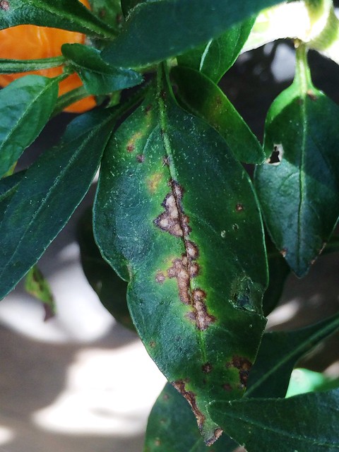 Bacterial leaf spot of pepper