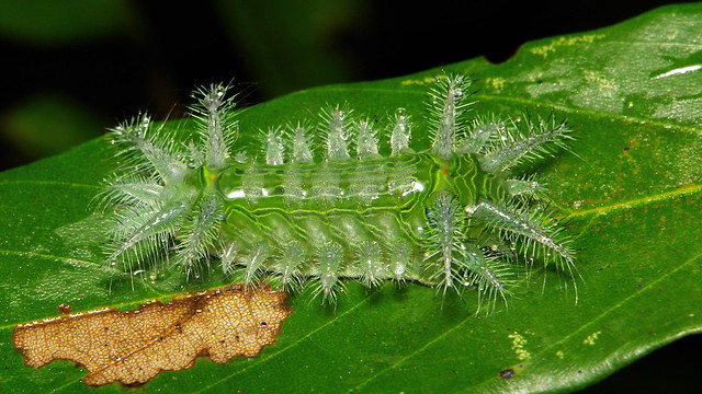 Stinging Nettle Slug Caterpillar (Cup Moth, Limacodidae) 