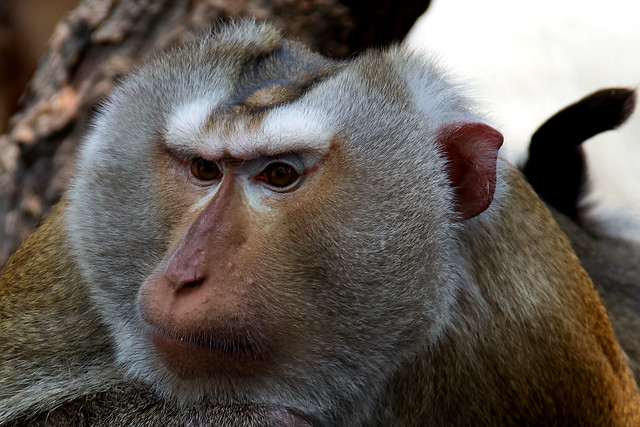 Macaca nemestrina - Pig-tailed Macaque