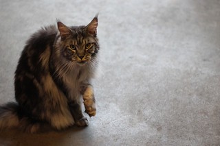 norwegian forest cat breeders vancouver