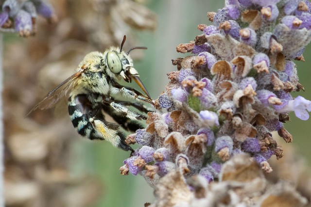 Lavender and blue banded bee lifting off
