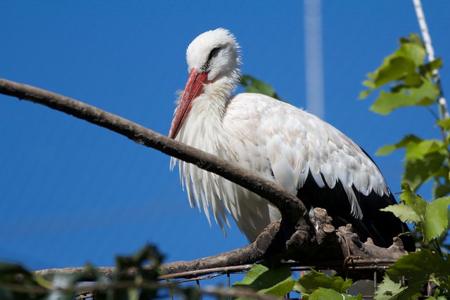 White stork [explored 2014-09-03]