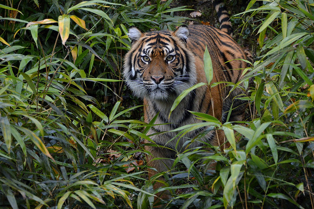 Sumatran tiger - Burgers Zoo