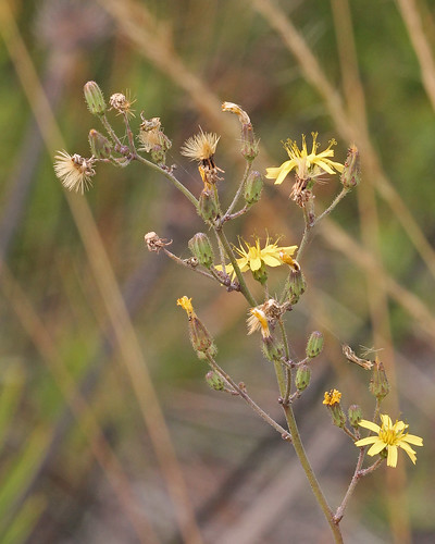 taxonomy:binomial=hieraciumgronovii centralflorida marykeim splitoakforest floridanativewildflowers